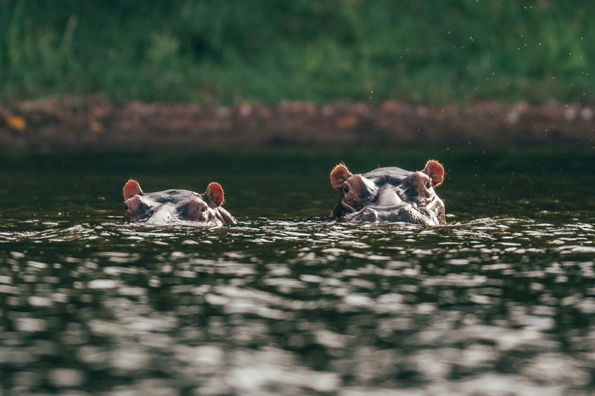 Rubondo Island National Park